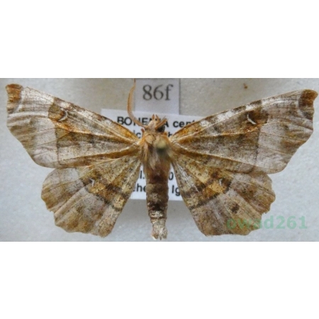 Selenia tetralunaria (Hufnagel, 1767) male Skrzytek dereniak Czech86f
